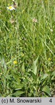 Plantago lanceolata (babka lancetowata)