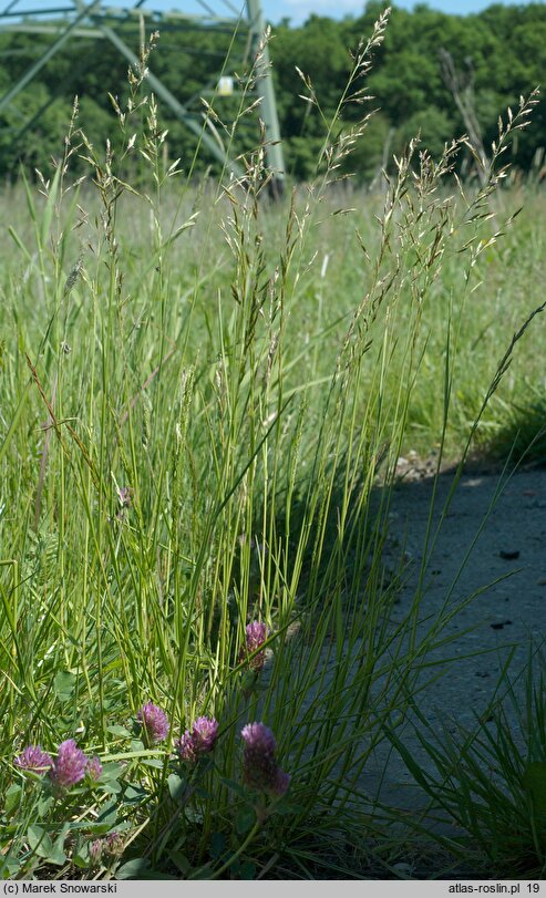 Festuca pratensis (kostrzewa łąkowa)