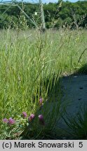 Festuca pratensis (kostrzewa łąkowa)