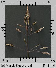 Poa trivialis (wiechlina zwyczajna)