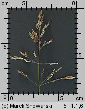 Poa trivialis (wiechlina zwyczajna)