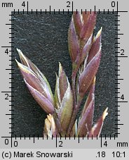 Poa trivialis (wiechlina zwyczajna)