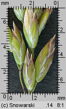 Poa trivialis (wiechlina zwyczajna)