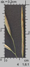 Bromus inermis (stokłosa bezostna)