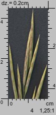 Bromus inermis (stokłosa bezostna)