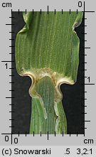Bromus inermis (stokłosa bezostna)