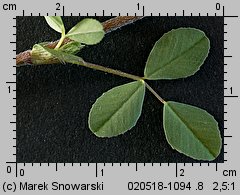 Trifolium campestre (koniczyna różnoogonkowa)