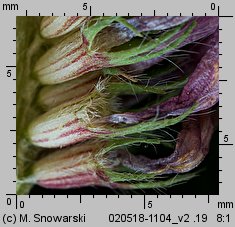 Trifolium pratense ssp. sativum