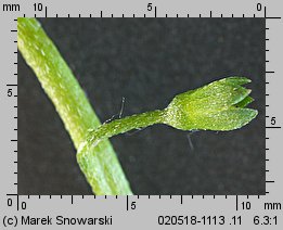 Myosotis palustris ssp. laxiflora (niezapominajka błotna luźnokwiatowa)