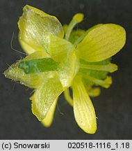 Ranunculus sceleratus (jaskier jadowity)