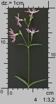 Lychnis flos-cuculi (firletka poszarpana)