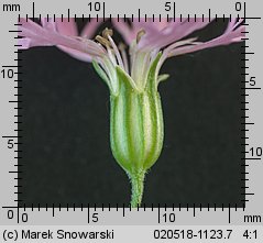 Lychnis flos-cuculi (firletka poszarpana)