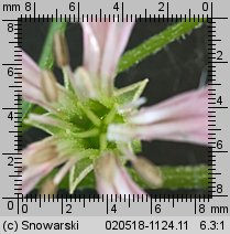 Lychnis flos-cuculi (firletka poszarpana)