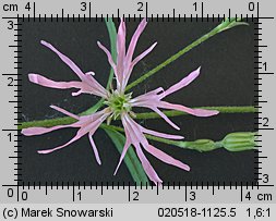 Lychnis flos-cuculi (firletka poszarpana)