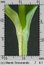 Lychnis flos-cuculi (firletka poszarpana)