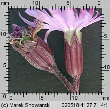 Lychnis flos-cuculi (firletka poszarpana)