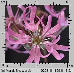 Lychnis flos-cuculi (firletka poszarpana)