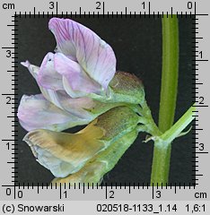 Vicia sepium (wyka płotowa)