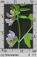 Vicia sepium (wyka płotowa)