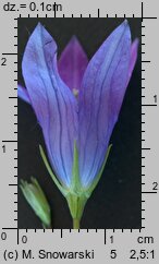 Campanula patula (dzwonek rozpierzchły)