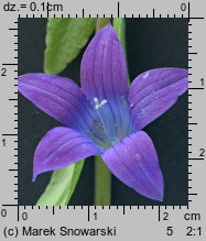 Campanula patula (dzwonek rozpierzchły)