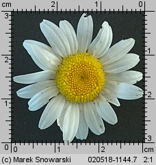 Leucanthemum ircutianum (jastrun zapoznany)