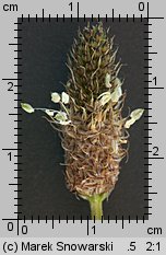 Plantago lanceolata (babka lancetowata)