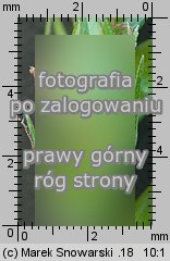 Carex sylvatica (turzyca leśna)