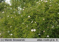 Rosa canina (róża dzika)