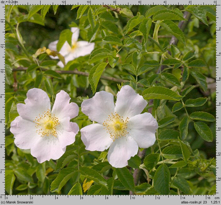 Rosa canina (róża dzika)