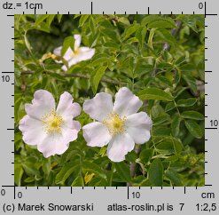 Rosa canina (róża dzika)