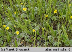 Potentilla anserina (pięciornik gęsi)