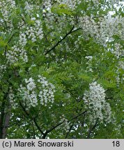 Robinia pseudoacacia (robinia akacjowa)