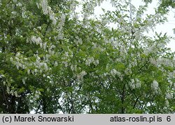 Robinia pseudoacacia (robinia akacjowa)