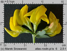 Lotus corniculatus (komonica zwyczajna)