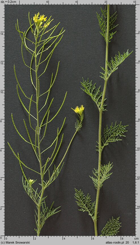 Descurainia sophia (stulicha psia)