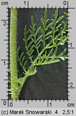 Descurainia sophia (stulicha psia)