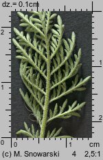 Descurainia sophia (stulicha psia)