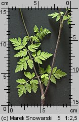 Chaerophyllum temulum (świerząbek gajowy)