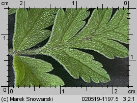Chaerophyllum temulum (świerząbek gajowy)