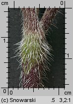 Chaerophyllum temulum (świerząbek gajowy)