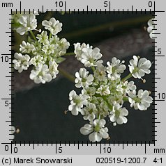 Chaerophyllum temulum (świerząbek gajowy)