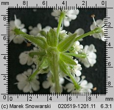 Chaerophyllum temulum (świerząbek gajowy)