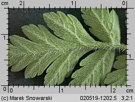 Chaerophyllum temulum (świerząbek gajowy)