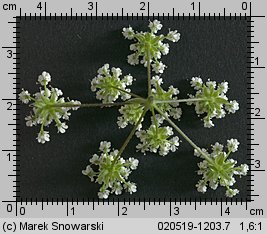 Chaerophyllum temulum (świerząbek gajowy)