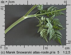Anthriscus sylvestris (trybula leśna)