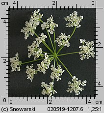 Anthriscus sylvestris (trybula leśna)