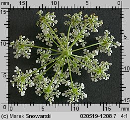 Anthriscus sylvestris (trybula leśna)