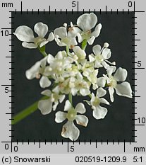 Anthriscus sylvestris (trybula leśna)