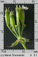 Anthriscus sylvestris (trybula leśna)